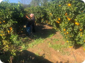 Mejores naranjas online