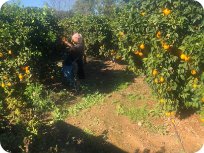 Mejores naranjas online